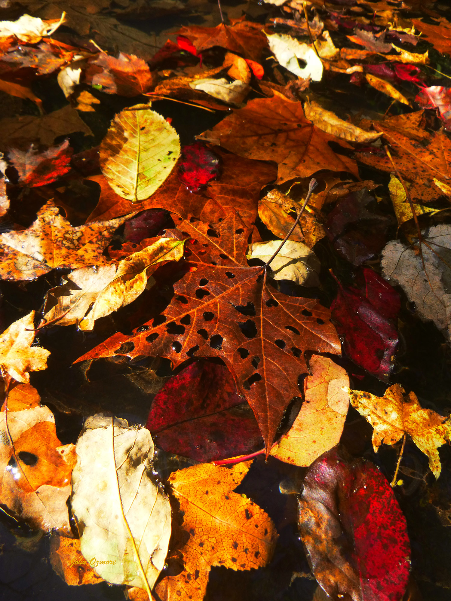 Fall Collection of Leaves Floating on Water
